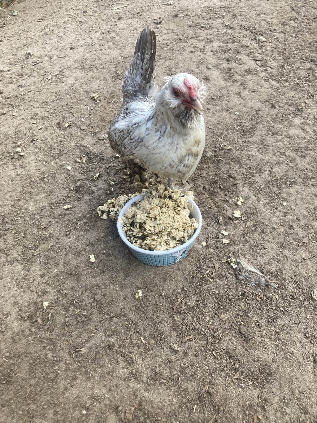 Cold Winter Nights - Warm Oatmeal Treat for Extra Calories by Dahlia Pets