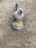 Cold Winter Nights - Warm Oatmeal Treat for Extra Calories by Dahlia Pets