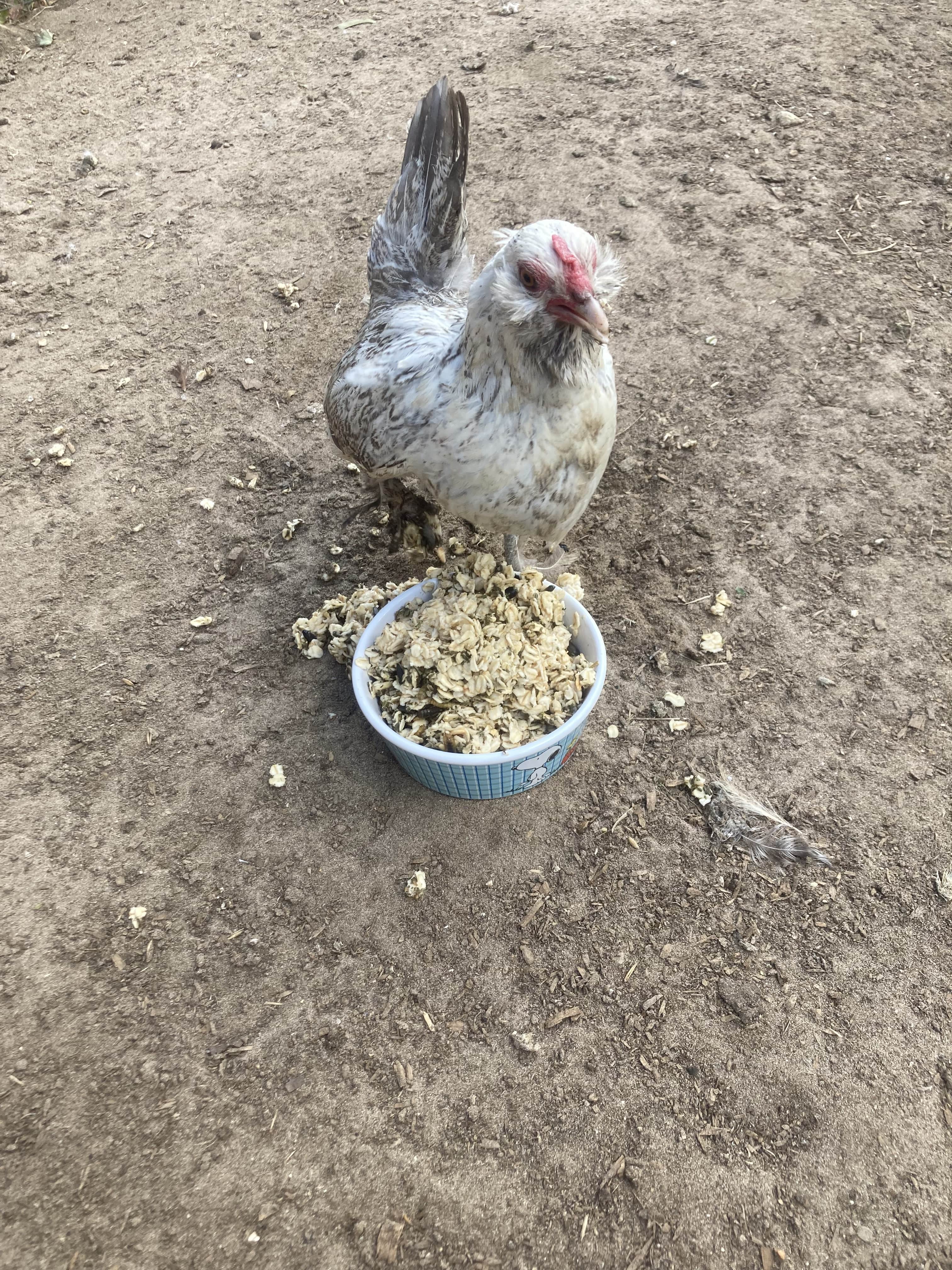 Cold Winter Nights - Warm Oatmeal Treat for Extra Calories by Dahlia Pets
