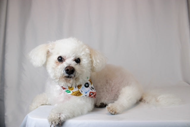 Nashville Tennessee Dog Bandana by Dog Bandana Co.