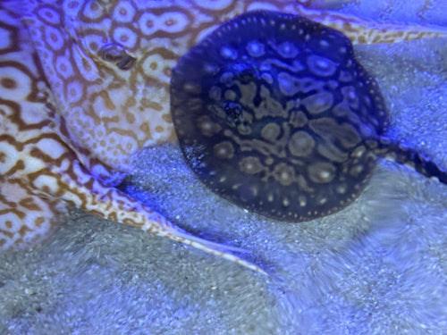 Black Diamong Hybrid Stringray 4"-6" by Danaqua Live Fish & More