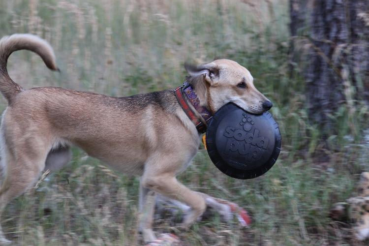 Magnum Bottle Top Flyer Rubber Frisbee for Heavy Chewers | Large | USA Made by SodaPup/True Dogs, LLC