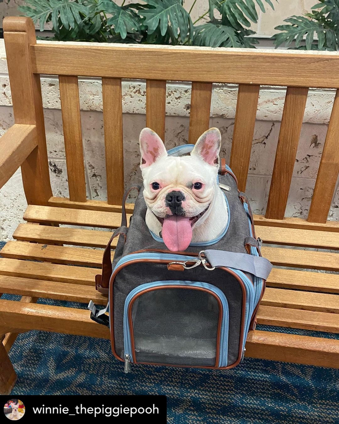 Mr. Peanut's Gold Series Big Apple XL Size Double Expandable Pet Carrier by Mr. Peanut's Pet Carriers