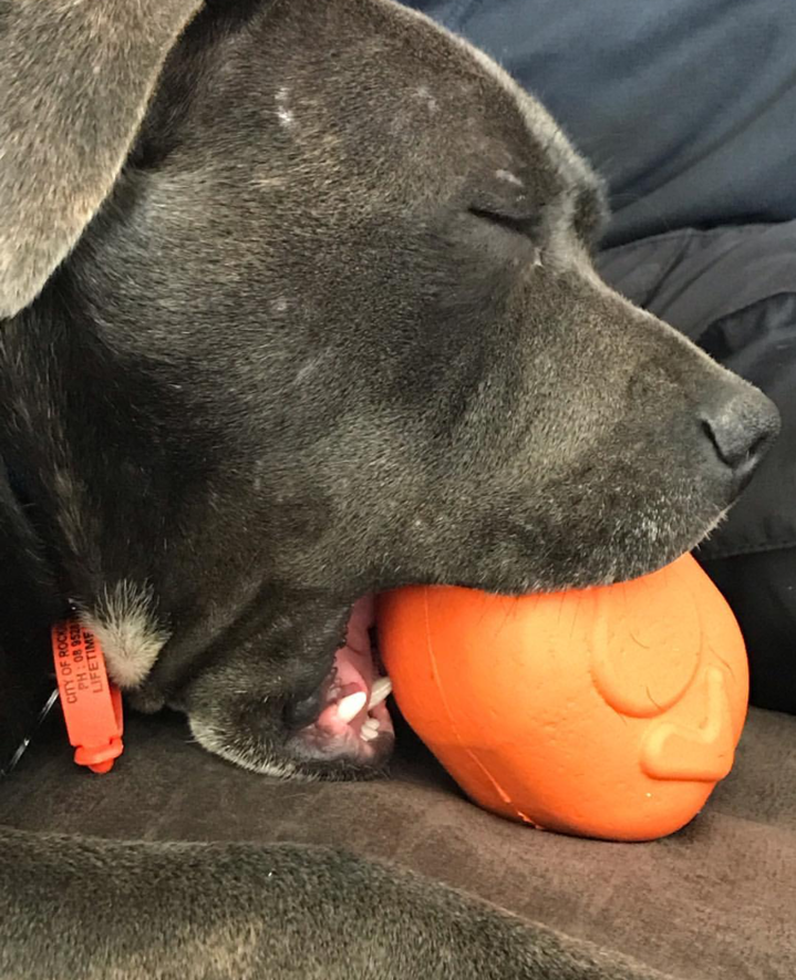 Roasted Turkey Dog Chew Toy & Treat Dispenser - USA Made | SodaPup by SodaPup/True Dogs, LLC