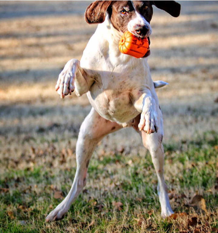 Jack O' Lantern Dog Toy - Durable Halloween Chew Toy for Large Dogs | USA Made by SodaPup/True Dogs, LLC