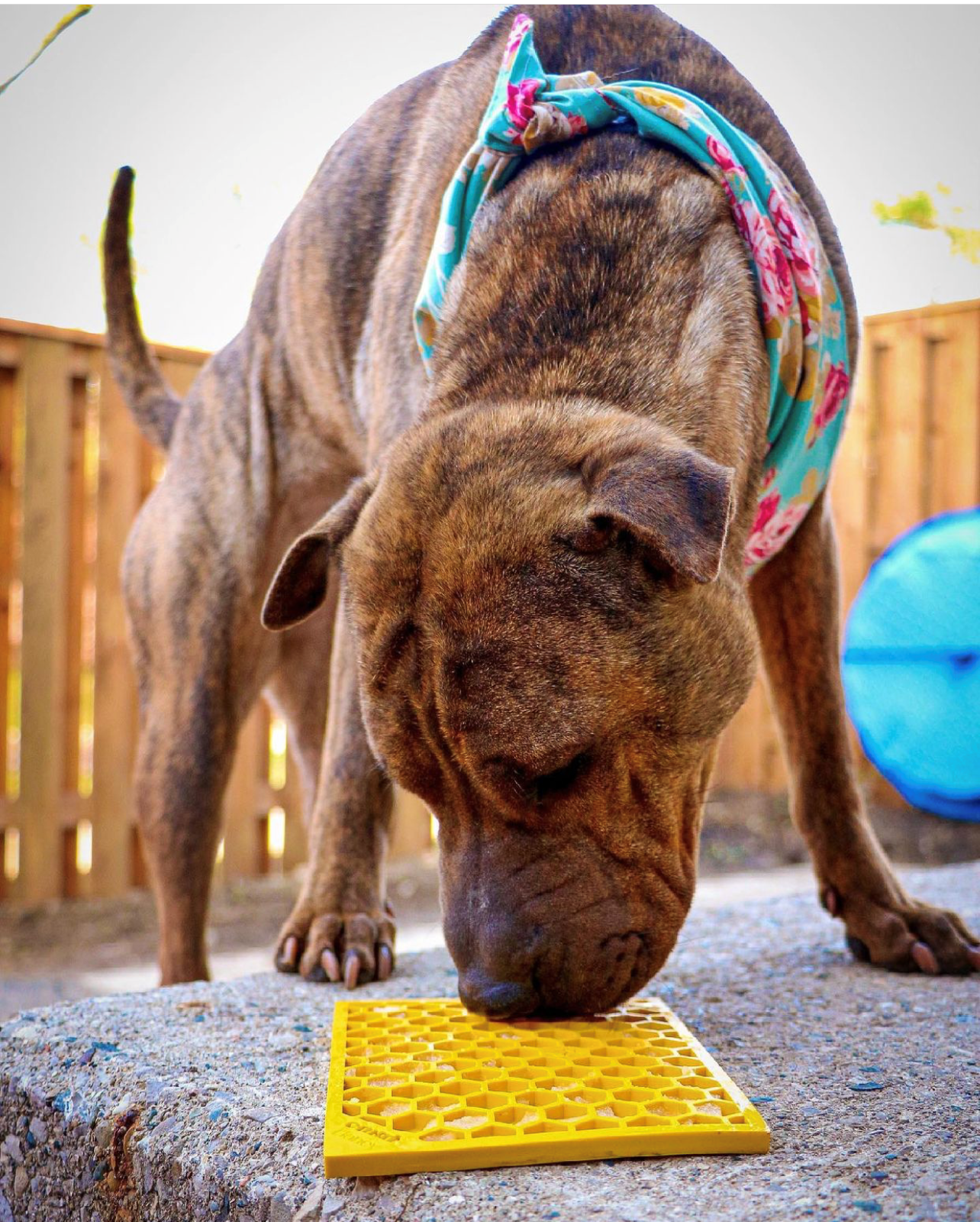 Honeycomb eMat - Enrichment Lick Mat for Dogs and Cats | eMat Enrichment Toy for Anxiety Relief | SodaPup by SodaPup/True Dogs, LLC