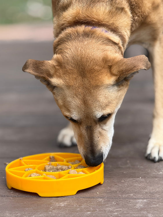 Sunflower eTray Shallow Slow Feeder Dog Bowl for Enrichment | USA Made by SodaPup/True Dogs, LLC
