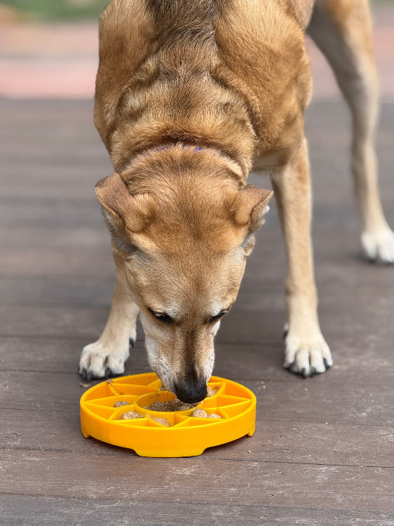 Sunflower eTray Shallow Slow Feeder Dog Bowl for Enrichment | USA Made by SodaPup/True Dogs, LLC