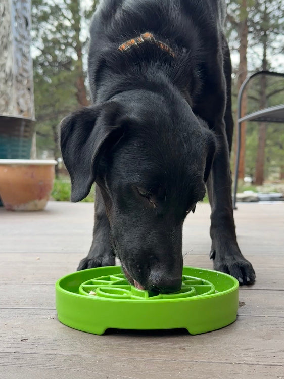 Garden Design eTray - Shallow Slow Feeder Dog Bowl for Enrichment | USA by SodaPup/True Dogs, LLC