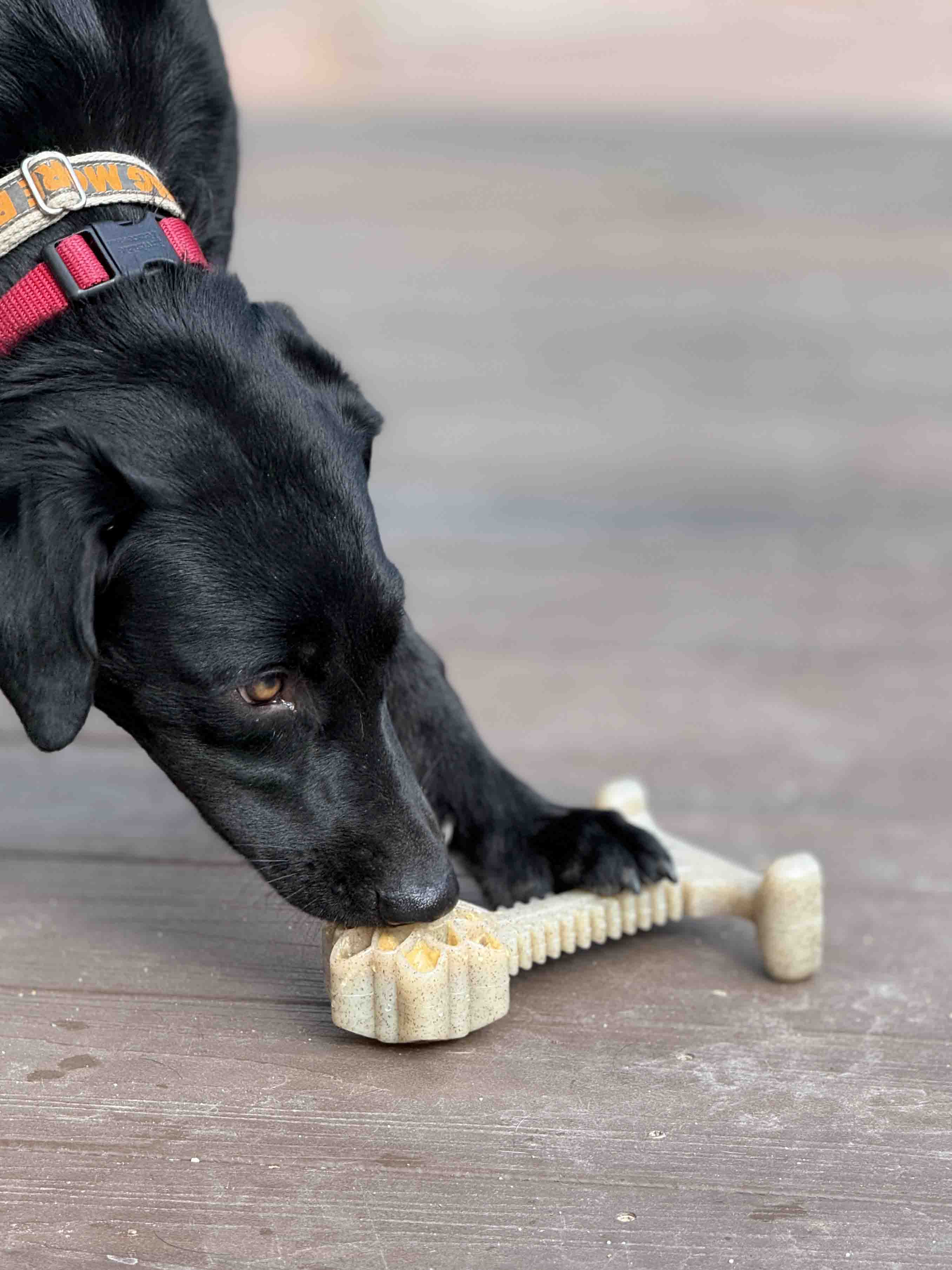 Honey Bone Dental Flower Tower - Indestructible Nylon Dog Chew Toy XL | USA by SodaPup/True Dogs, LLC