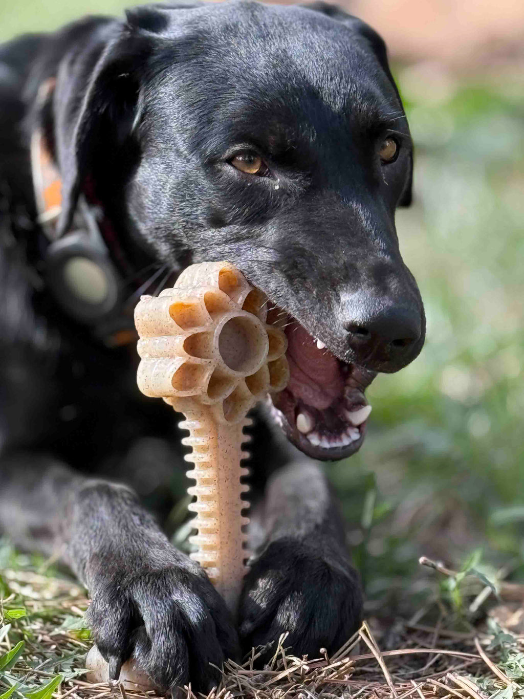 Honey Bone Dental Flower Tower - Indestructible Nylon Dog Chew Toy XL | USA by SodaPup/True Dogs, LLC