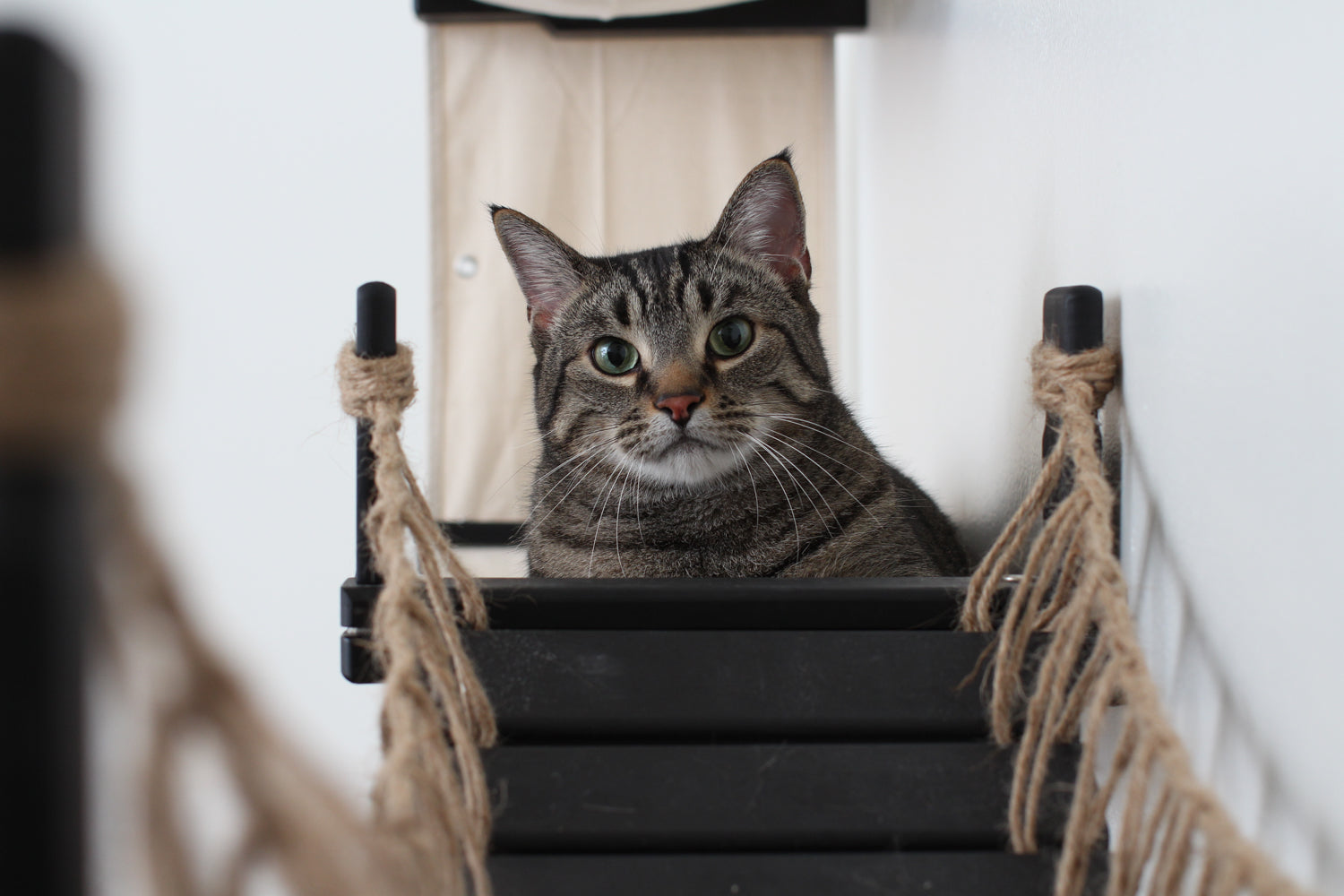 The Temple - Giant Cat Tree on Wall by Catastrophic Creations