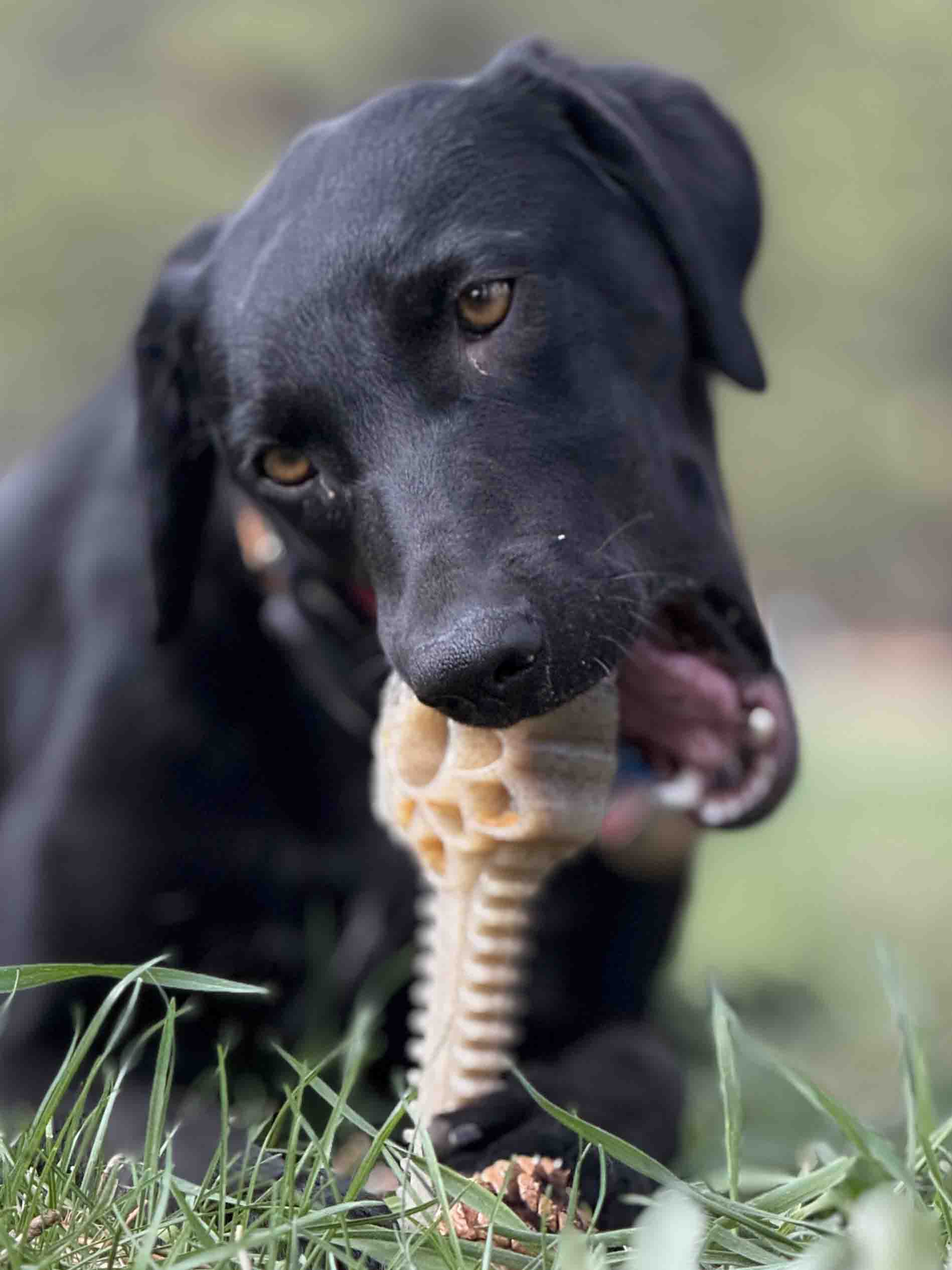 Honey Bone Dental Flower Tower - Indestructible Nylon Dog Chew Toy XL | USA by SodaPup/True Dogs, LLC