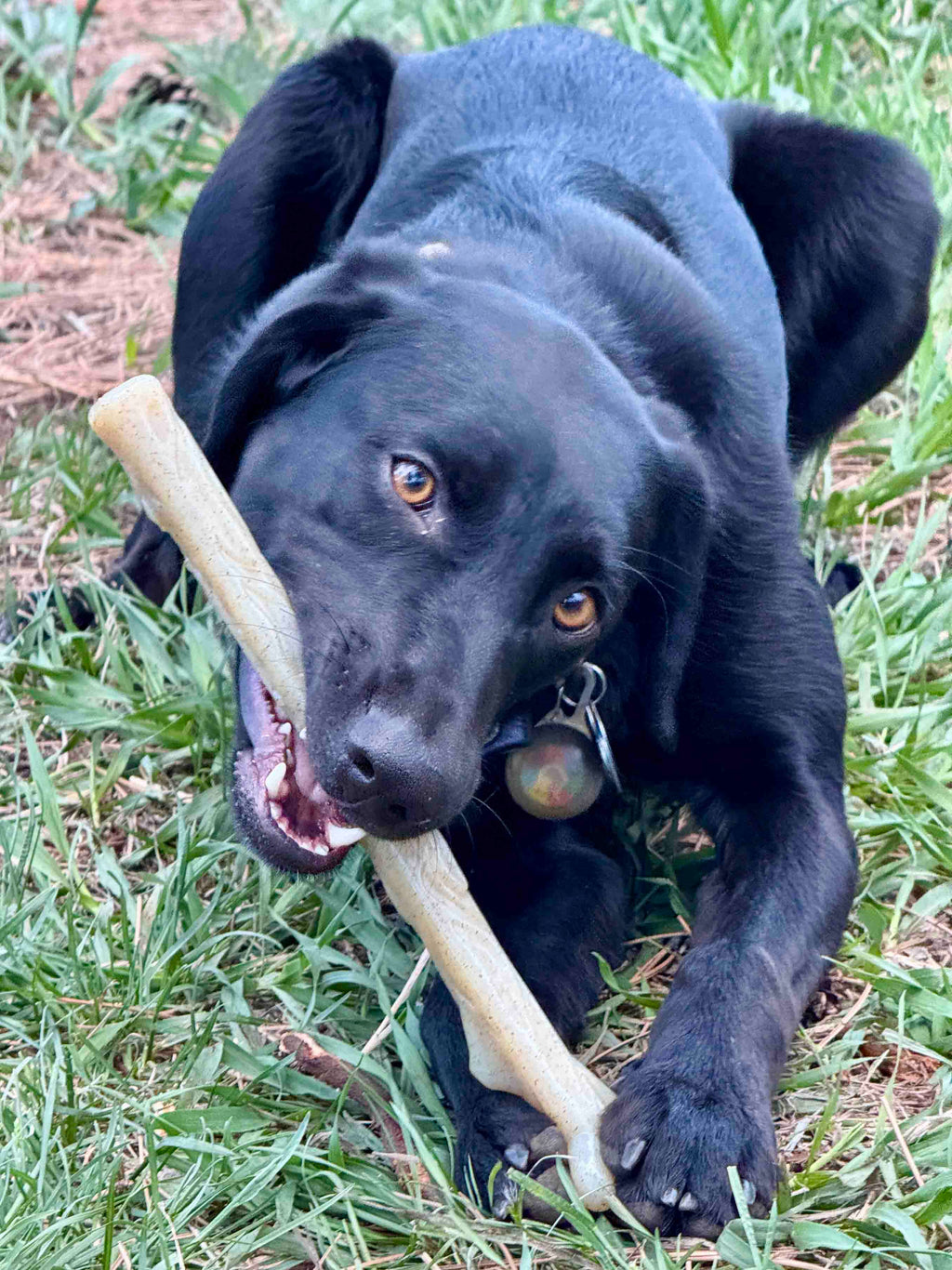 Durable Nylon Chew Stick for Power Chewers | Indestructible Dog Toy USA by SodaPup/True Dogs, LLC