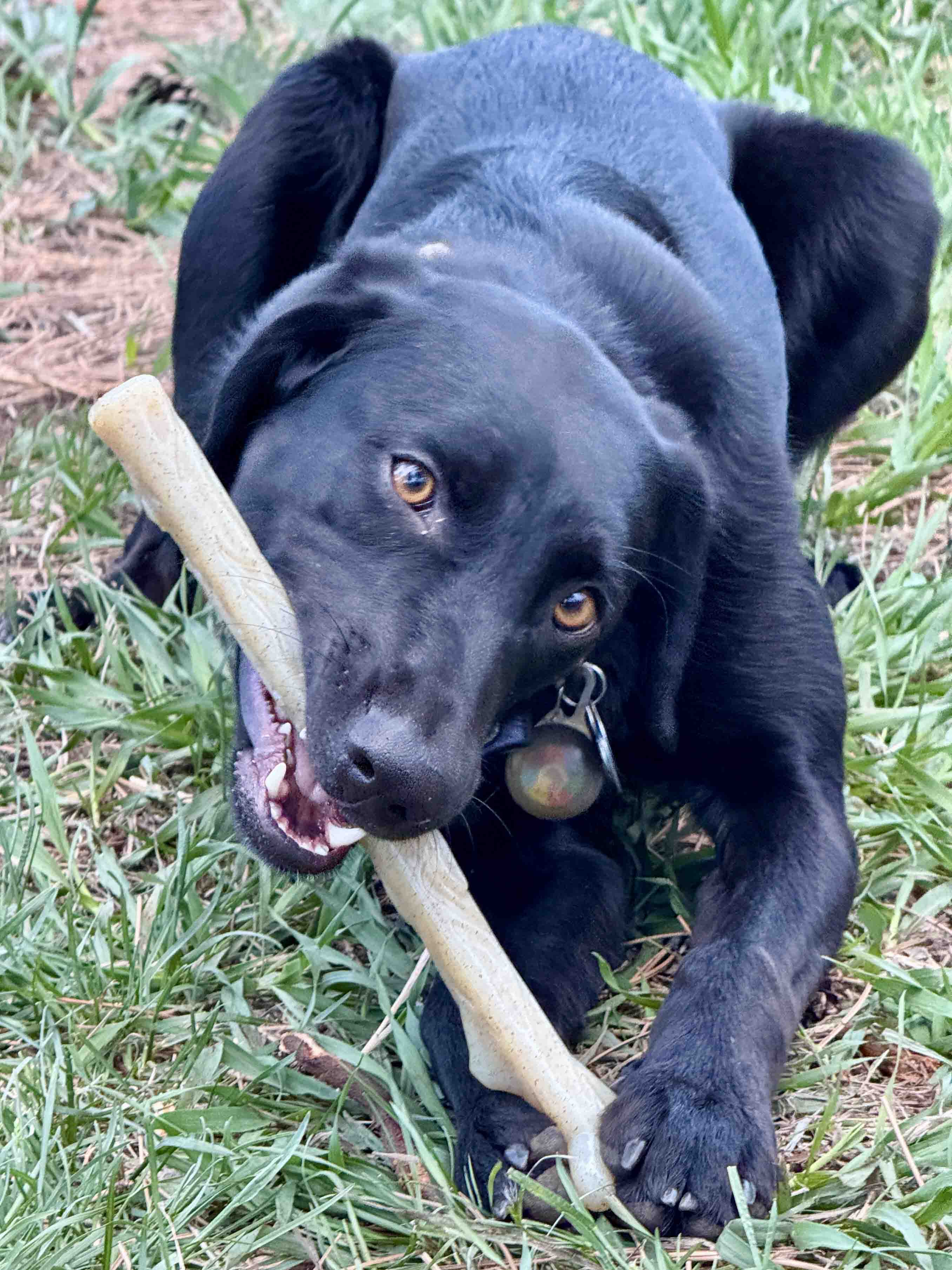 Durable Nylon Chew Stick for Power Chewers | Indestructible Dog Toy USA by SodaPup/True Dogs, LLC