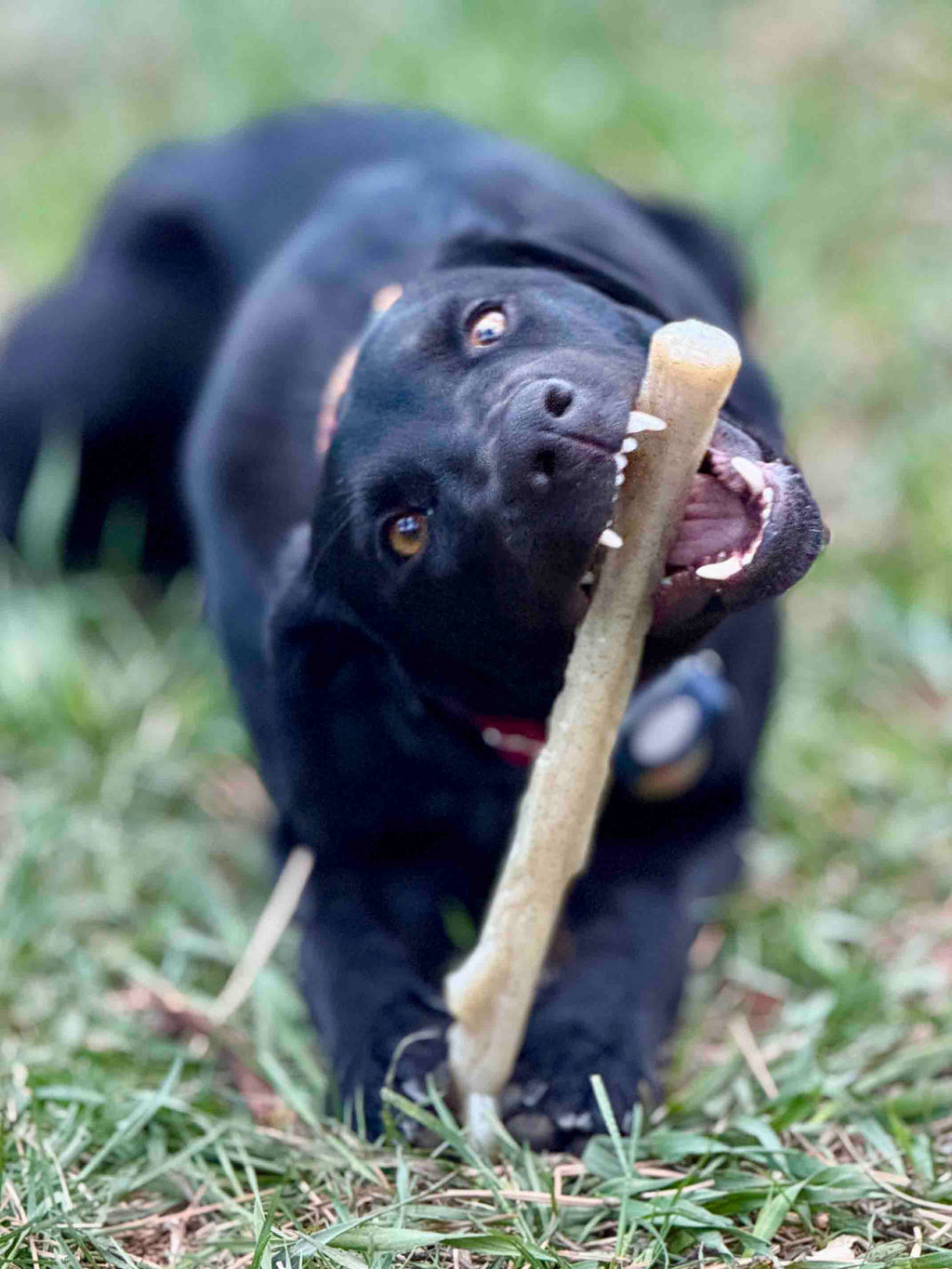 Durable Nylon Chew Stick for Power Chewers | Indestructible Dog Toy USA by SodaPup/True Dogs, LLC
