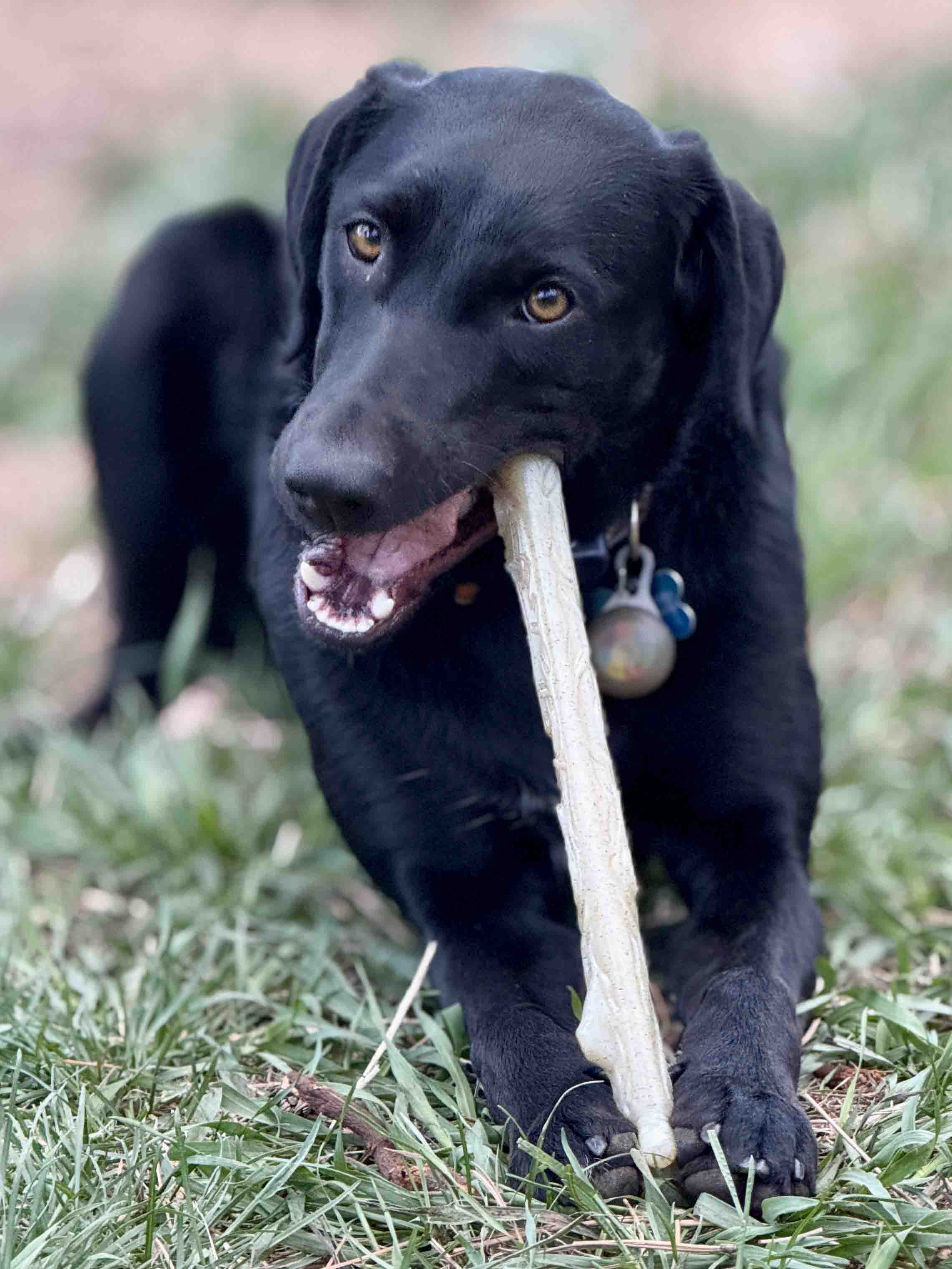 Durable Nylon Chew Stick for Power Chewers | Indestructible Dog Toy USA by SodaPup/True Dogs, LLC
