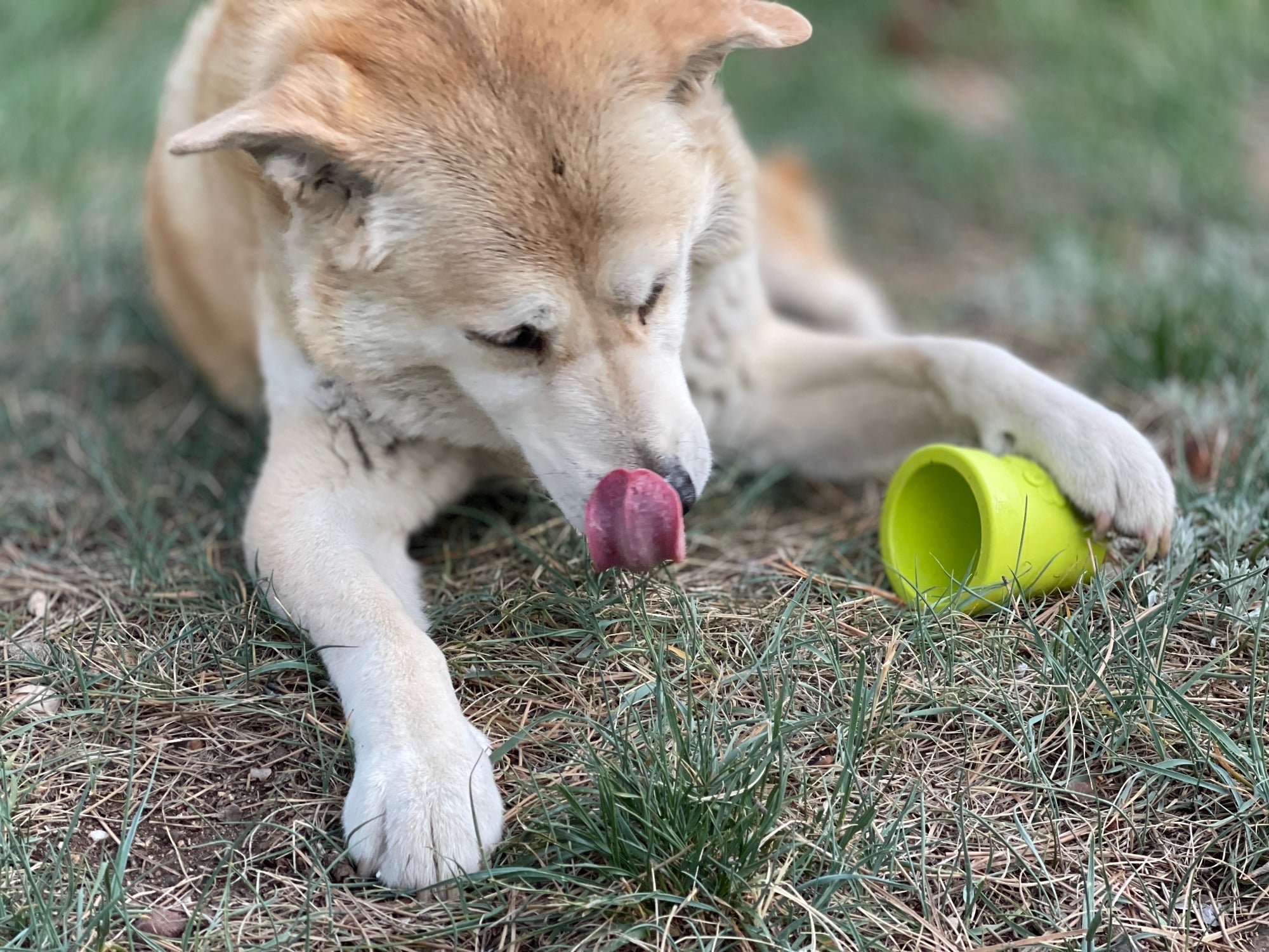Large Flower Pot eCup Dog Treat Dispenser | Durable USA-Made Enrichment Toy | SodaPup by SodaPup/True Dogs, LLC