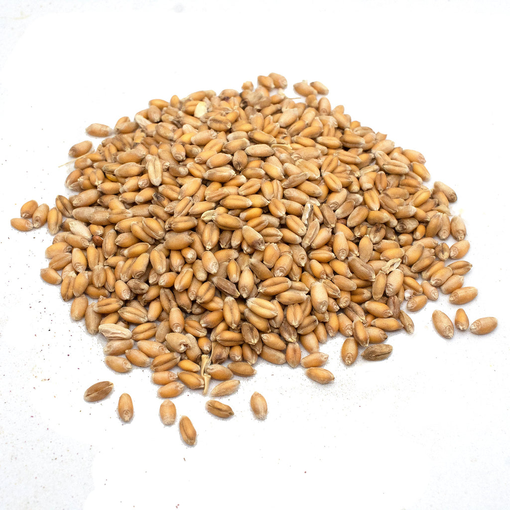 Premium Wheat Seeds for Sprouting Fodder (Wheat Grass) -- Grown In Missouri To Encourage Positive Behaviors by Dahlia Pets