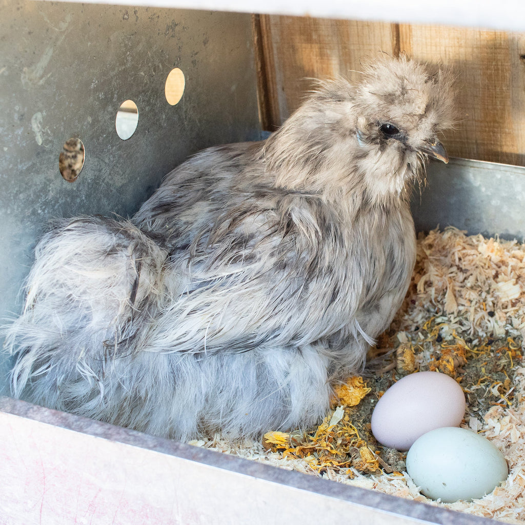 StrongHen Herbs For Backyard Chickens, Coops, & Nesting Boxes by Dahlia Pets