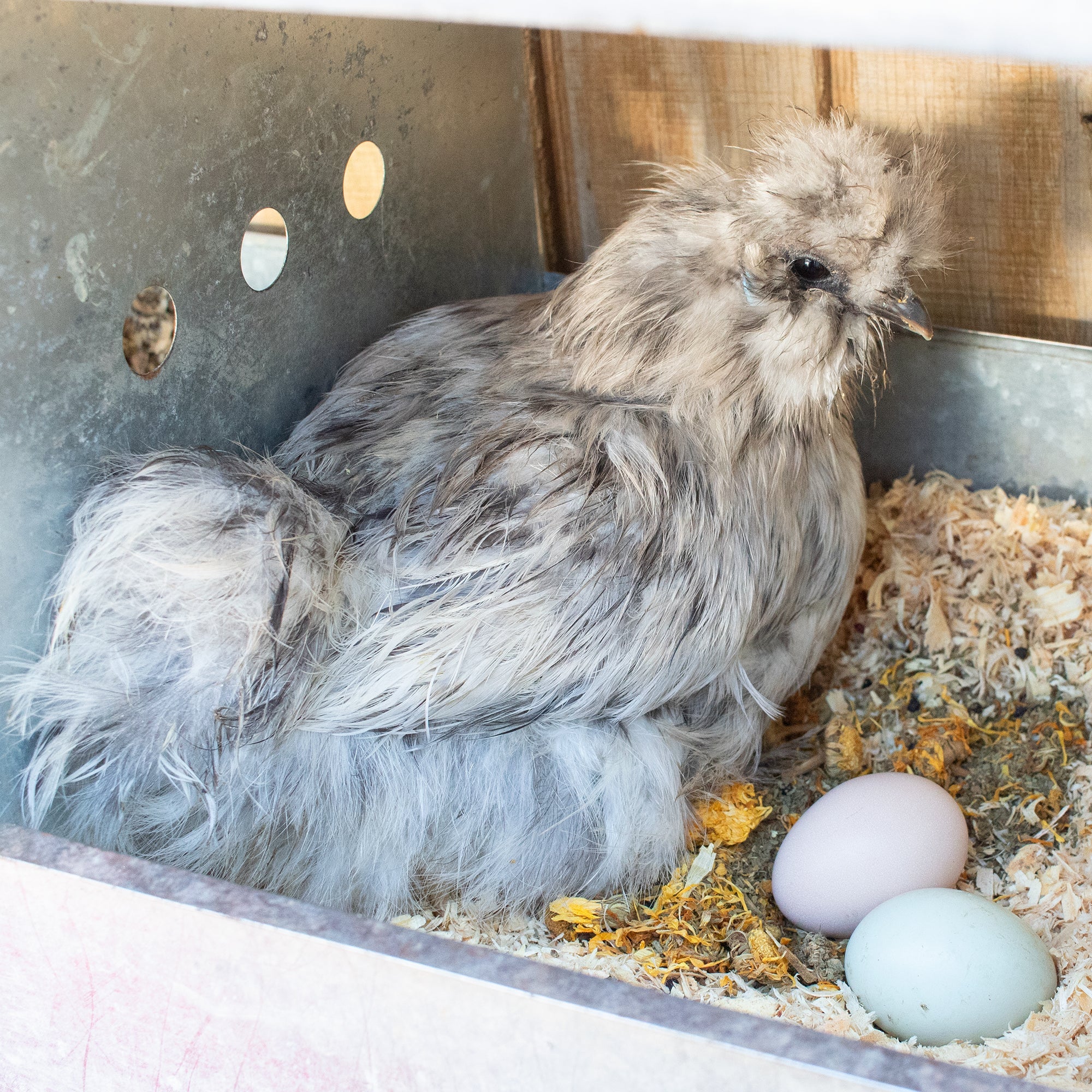 StrongHen Herbs For Backyard Chickens, Coops, & Nesting Boxes by Dahlia Pets