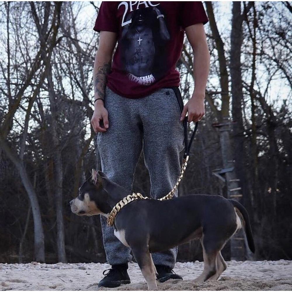 Kilo Cuban Link | Leash by Furr Baby Gifts