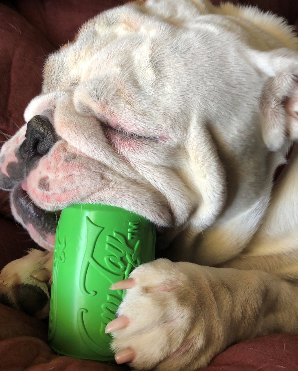 Can Toy Rubber Dog Chew Toy for Average Chewers | Treat Dispenser | USA Made