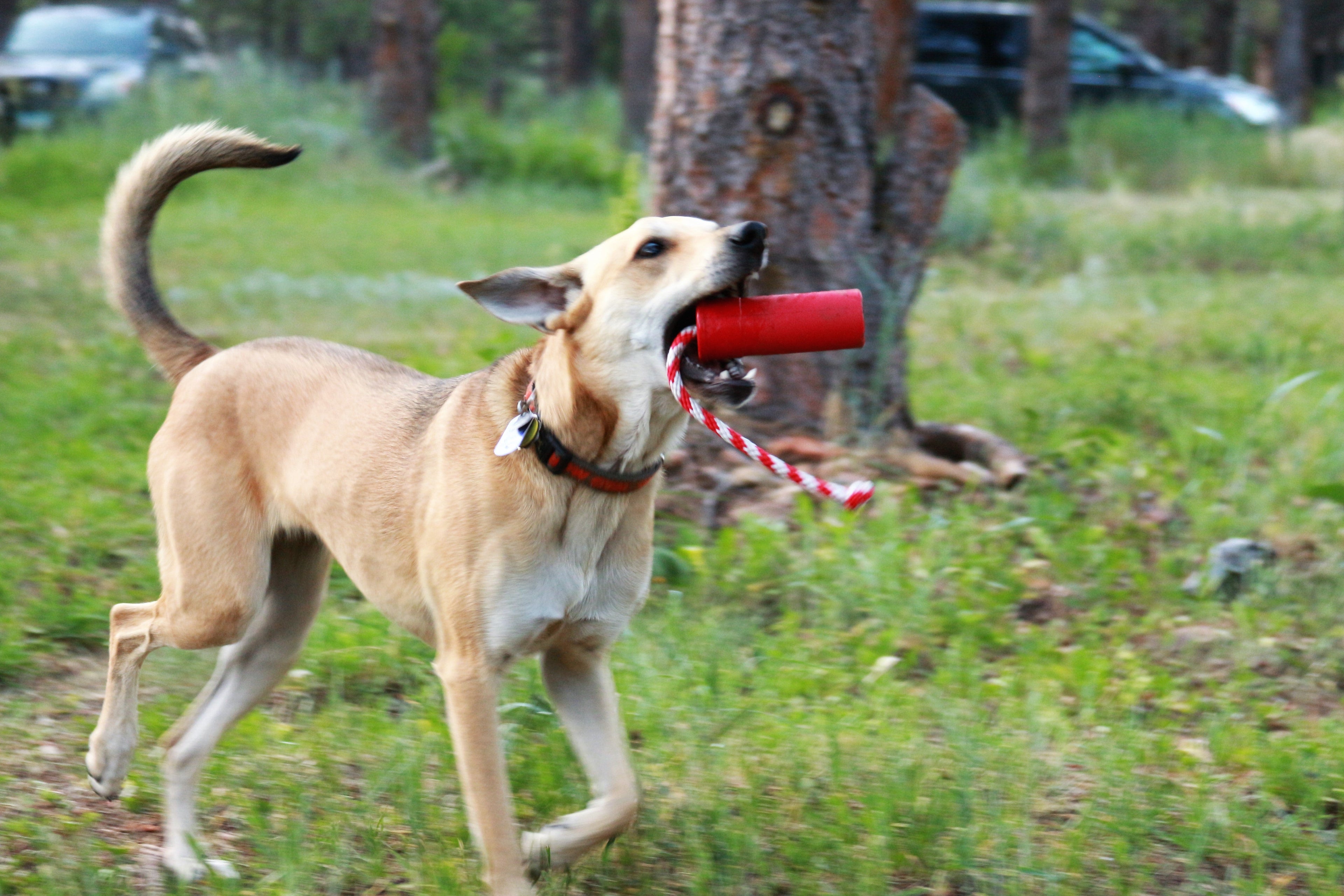 USA-K9 Firecracker Floating Training Dummy | K9 Handler Reward Toy | Red | USA Made by SodaPup/True Dogs, LLC