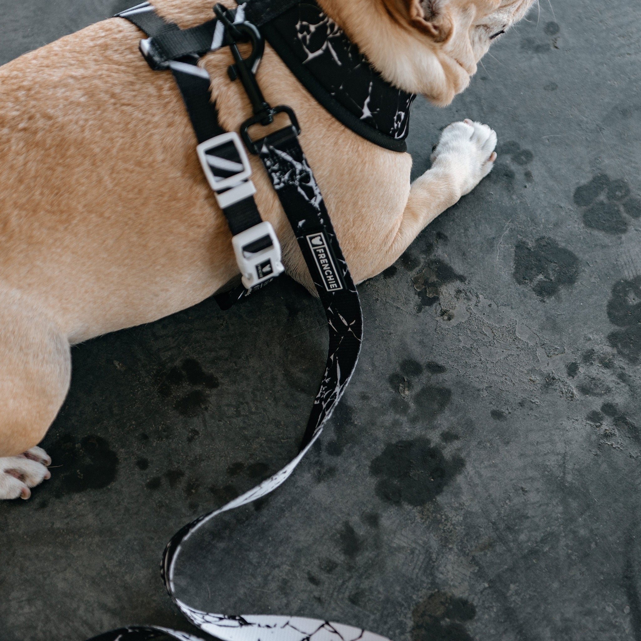 Frenchie Comfort Leash - Black Marble by Frenchie Bulldog
