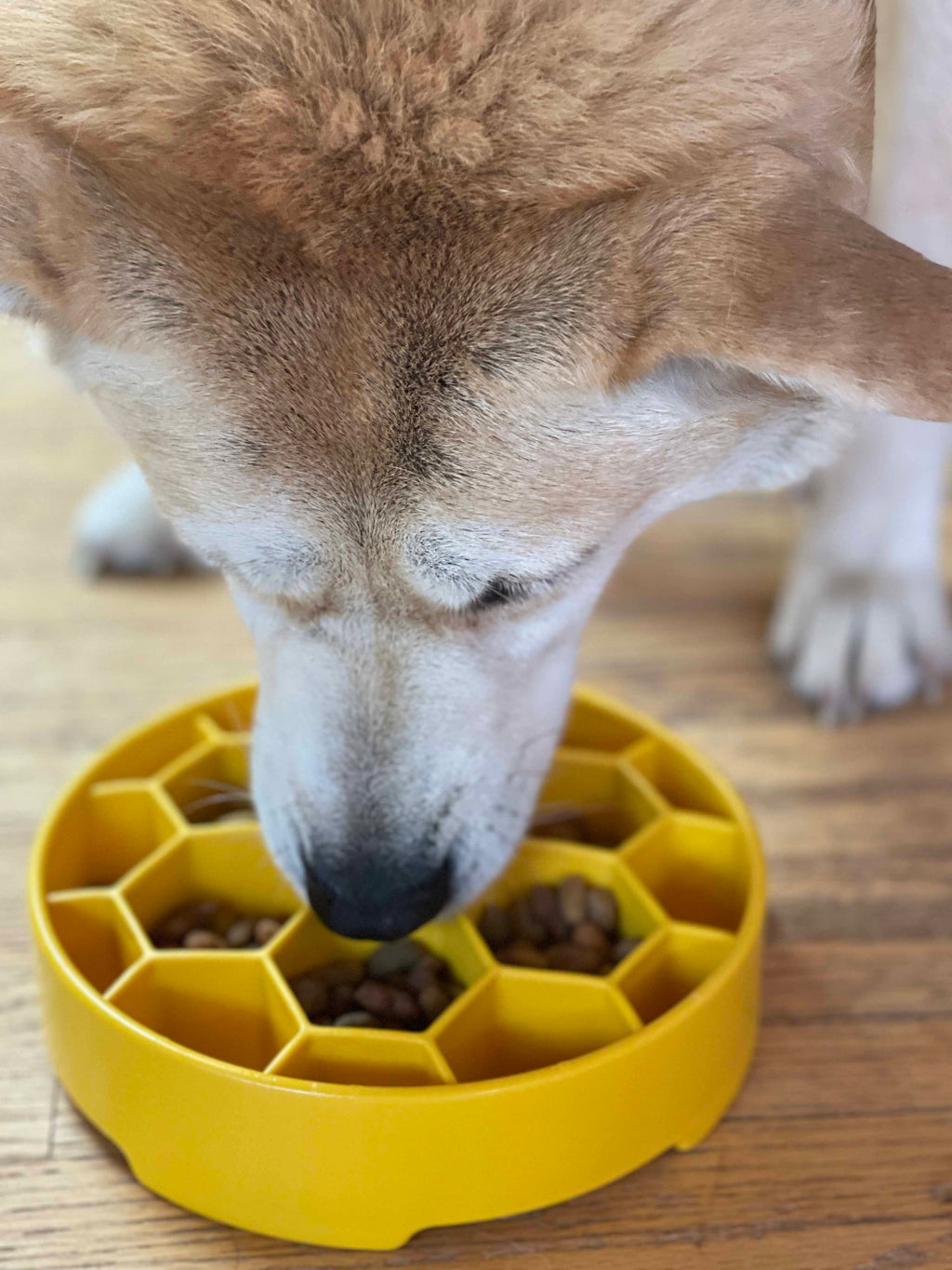 Honeycomb eBowl Deep Slow Feeder Dog Bowl for Enrichment | USA Made by SodaPup/True Dogs, LLC