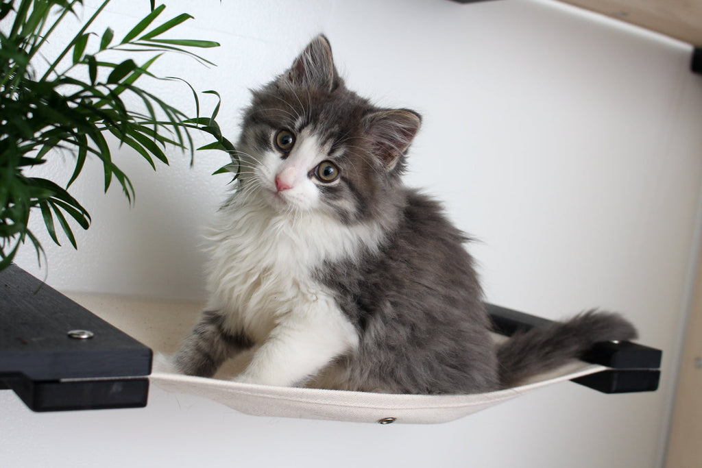 Cat Hammock Wall with Planter by Catastrophic Creations