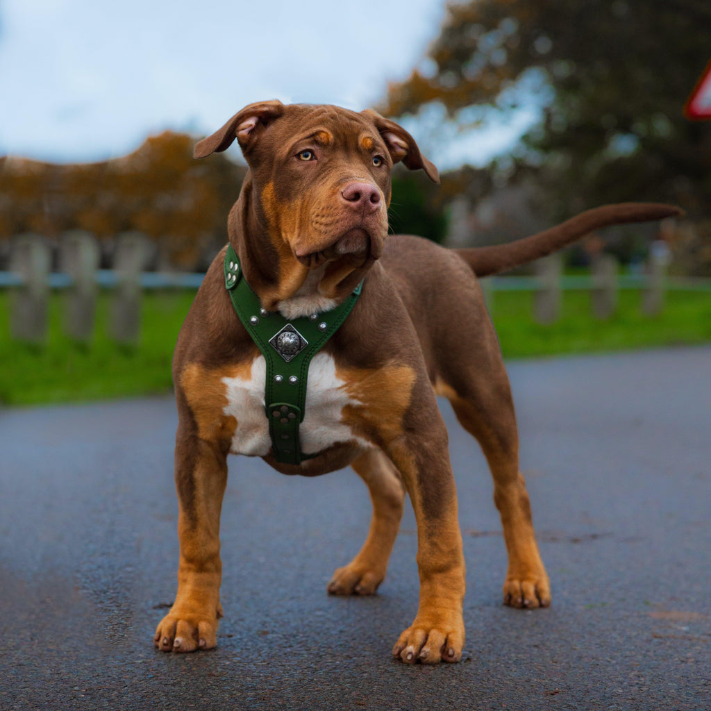 The ''Eros'' harness Green Small to Medium Size by Bestia Dog Gear