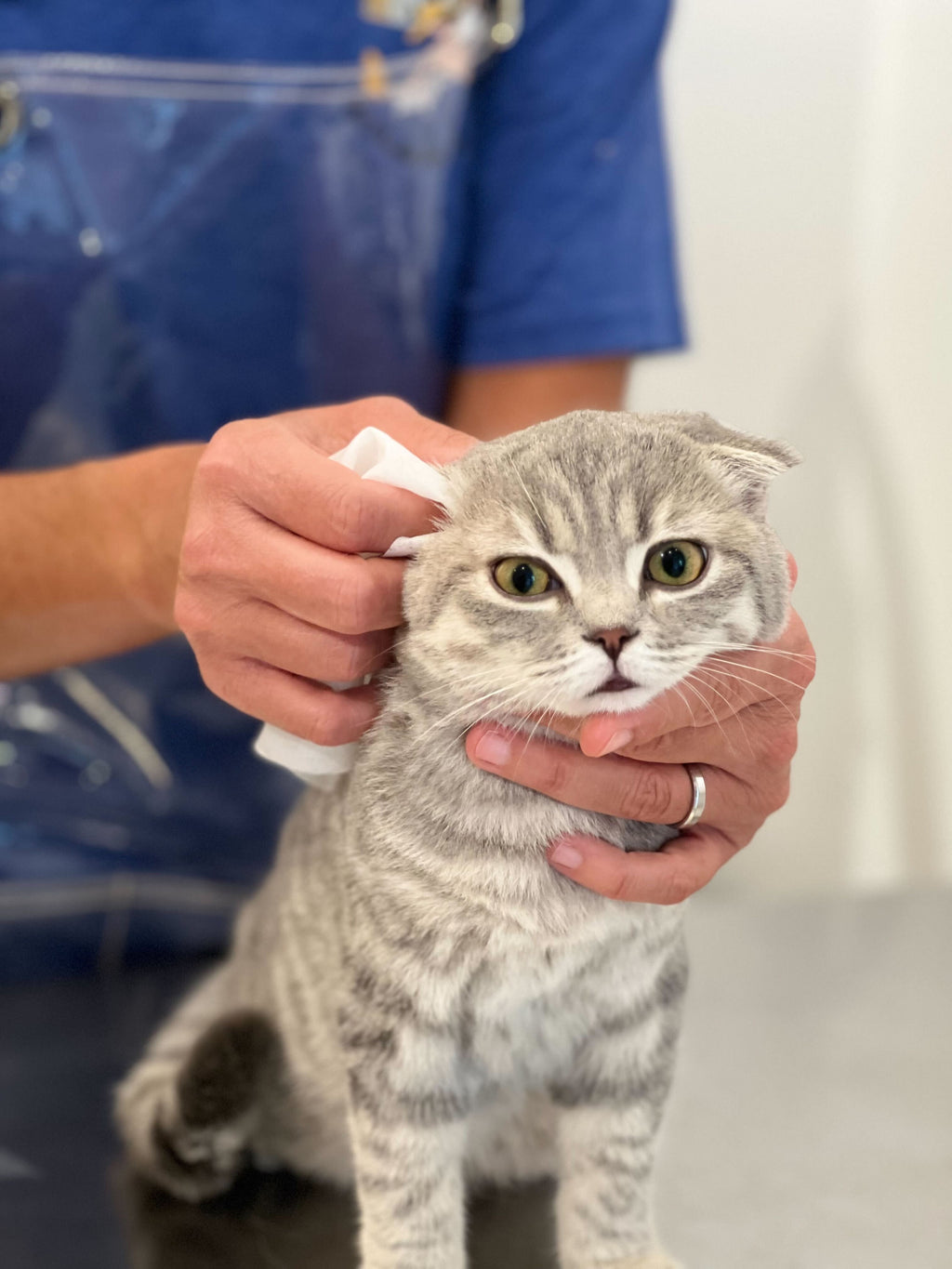 Pineapple Cat Wipes by The Charleston Cat Groomer