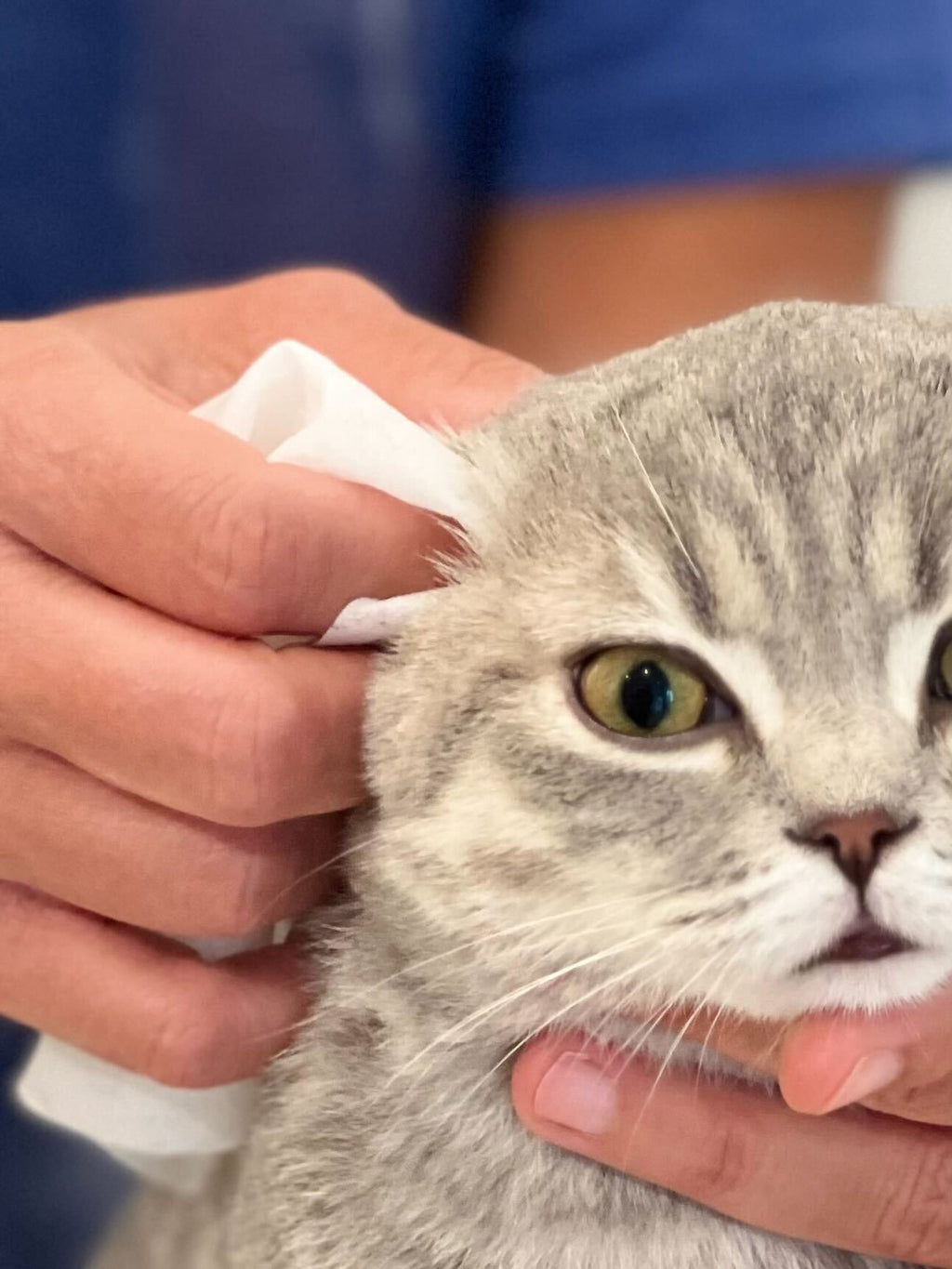 Pineapple Cat Wipes by The Charleston Cat Groomer