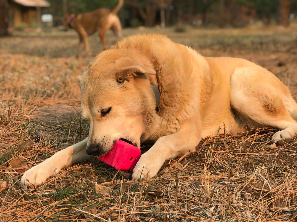 Surf's Up! Retro Van Dog Toy - Durable Chew Toy for Large Dogs | USA Made by SodaPup/True Dogs, LLC