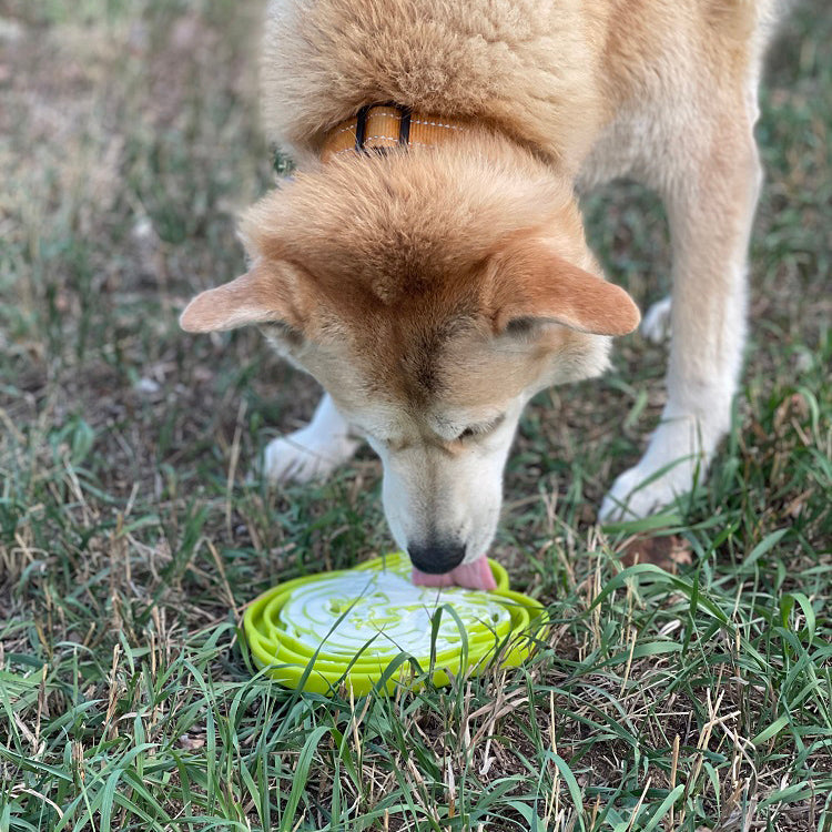 Water Frog eTray - Shallow Slow Feeder Dog Bowl for Enrichment | USA Made by SodaPup/True Dogs, LLC