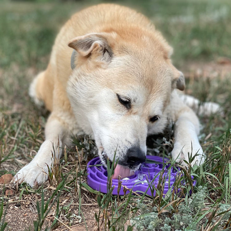 Water Frog eTray - Shallow Slow Feeder Dog Bowl for Enrichment | USA Made by SodaPup/True Dogs, LLC