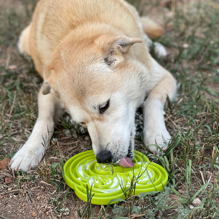 Water Frog eTray - Shallow Slow Feeder Dog Bowl for Enrichment | USA Made by SodaPup/True Dogs, LLC