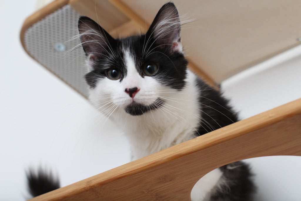 The Bunker - Multi Level Cat Tree with Perch by Catastrophic Creations
