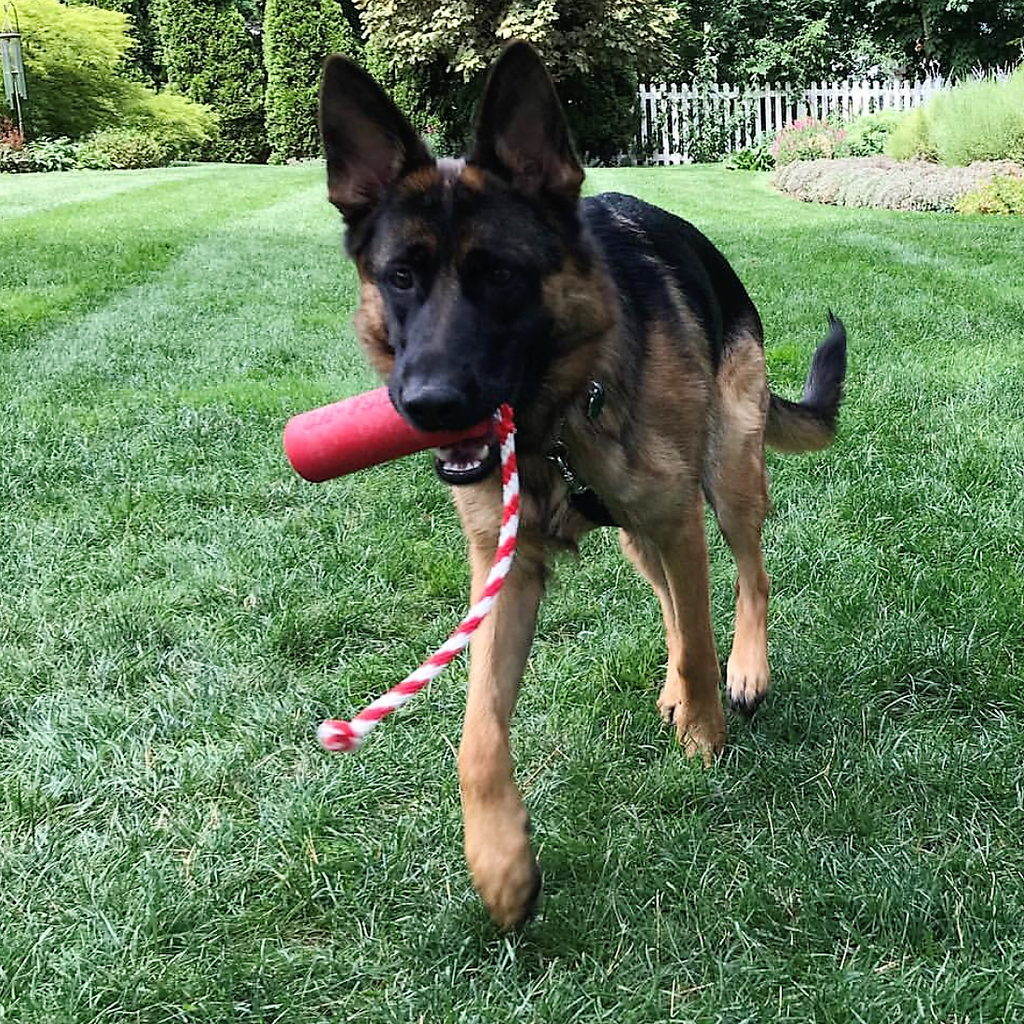 USA-K9 Firecracker Floating Training Dummy | K9 Handler Reward Toy | Red | USA Made by SodaPup/True Dogs, LLC
