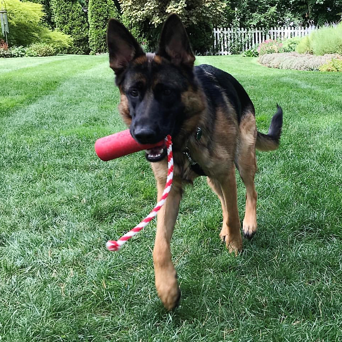 USA-K9 Firecracker Floating Training Dummy | K9 Handler Reward Toy | Red | USA Made by SodaPup/True Dogs, LLC