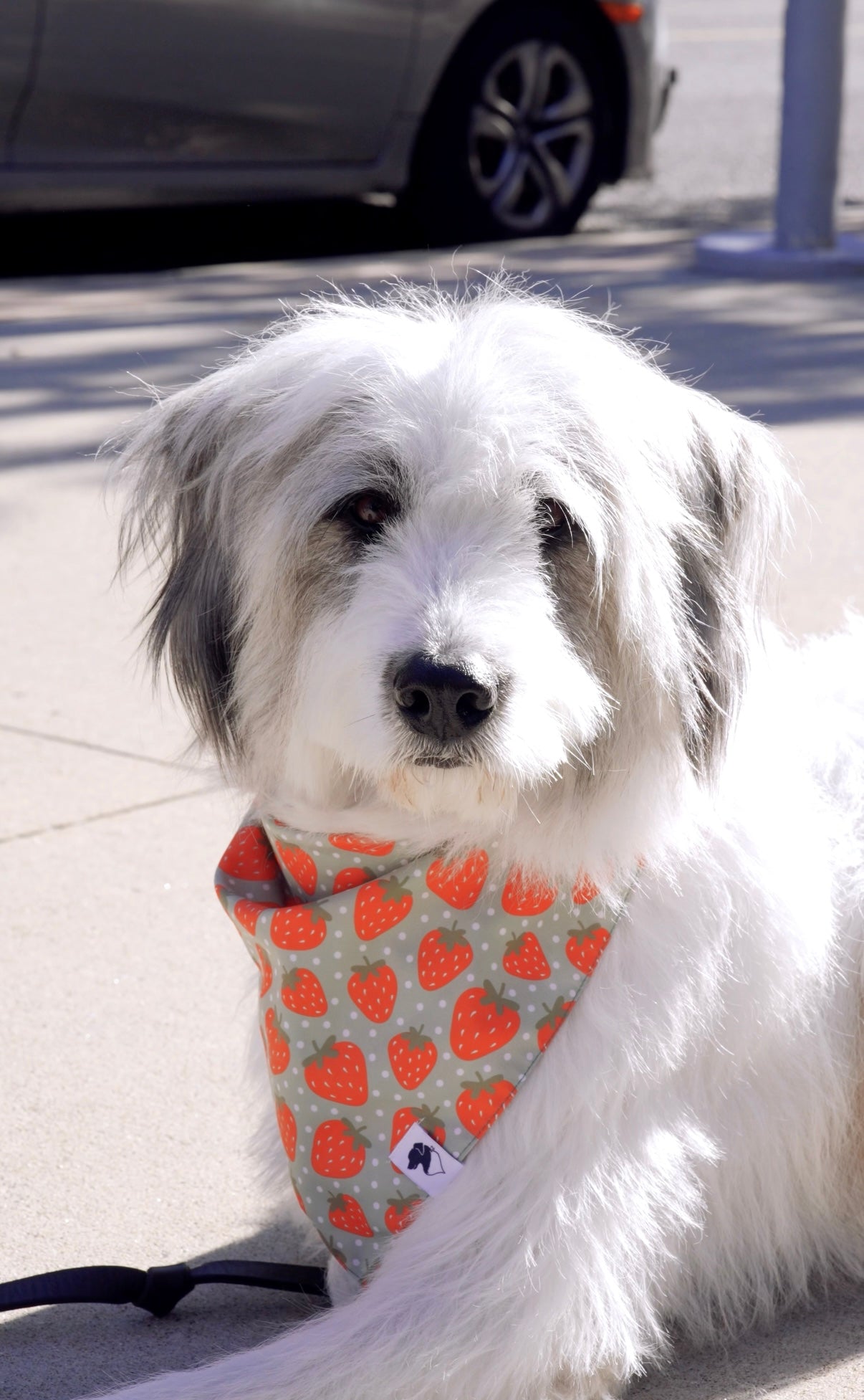 Watermelon & Strawberry Dog Bandana by Dog Bandana Co.