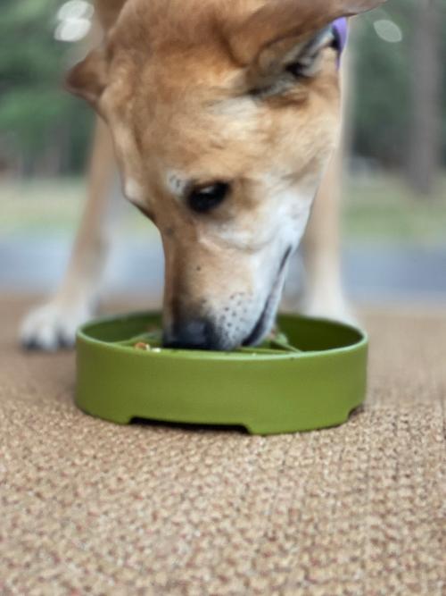 Pine Tree Christmas eBowl Deep Slow Feeder Dog Bowl for Enrichment | USA Made by SodaPup/True Dogs, LLC