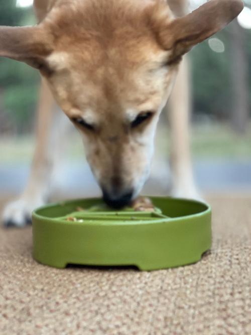 Pine Tree Christmas eBowl Deep Slow Feeder Dog Bowl for Enrichment | USA Made by SodaPup/True Dogs, LLC