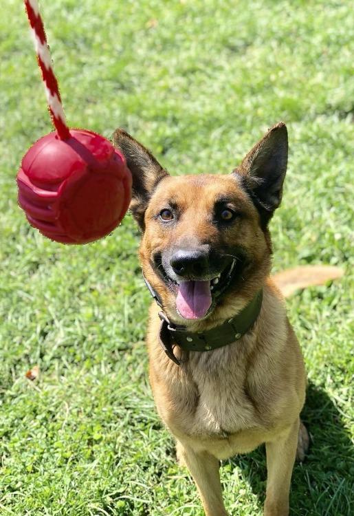 USA-K9 Stars and Stripes Rubber Dog Toy | K9 Handler Reward Toy | Red | USA Made by SodaPup/True Dogs, LLC