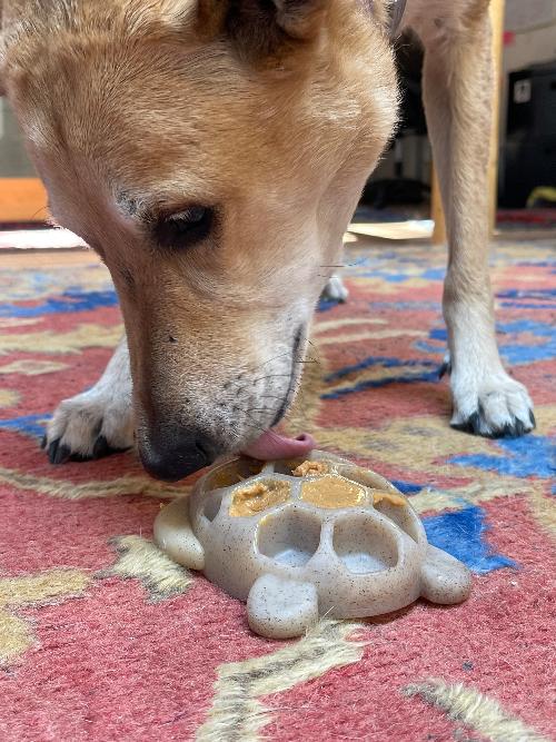 Turtle Nylon Chew Toy - Ultra-Durable Enrichment Toy for Power Chewers USA by SodaPup/True Dogs, LLC
