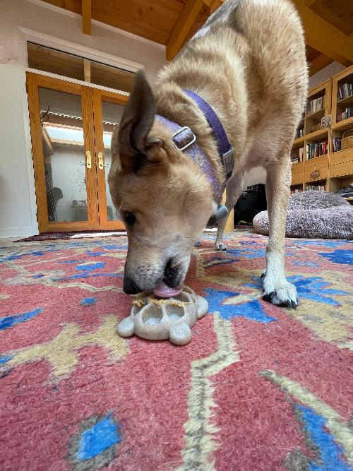 Turtle Nylon Chew Toy - Ultra-Durable Enrichment Toy for Power Chewers USA by SodaPup/True Dogs, LLC
