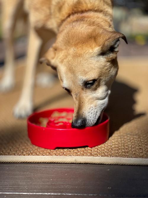 Santa Christmas eBowl Deep Slow Feeder Dog Bowl for Enrichment | USA Made by SodaPup/True Dogs, LLC