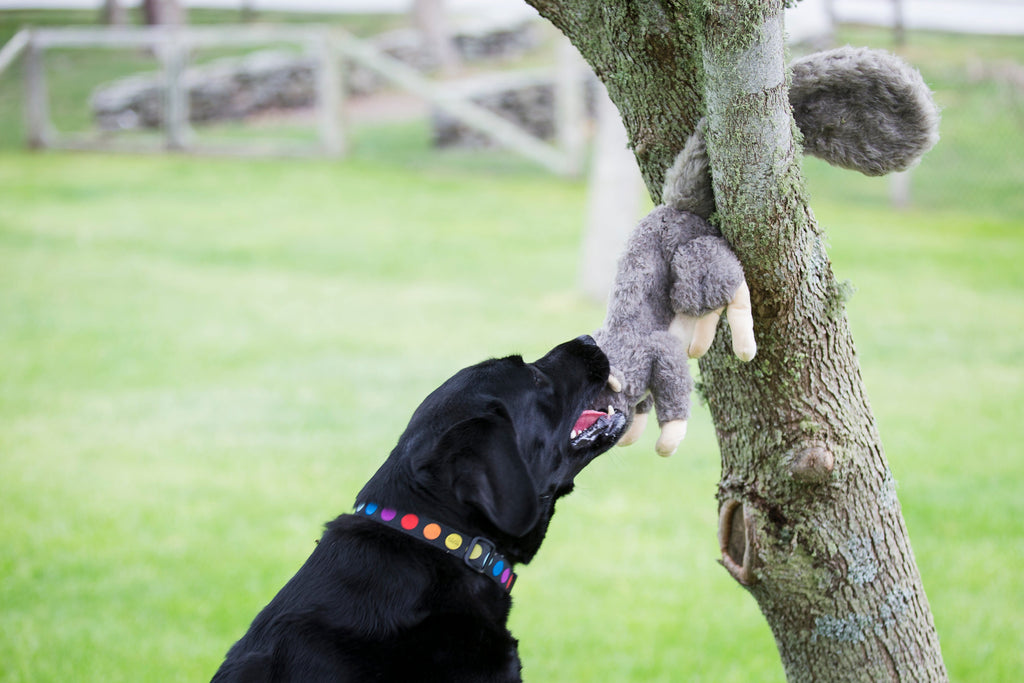 Feller Squirrel Plush Dog Toy by HuggleHounds