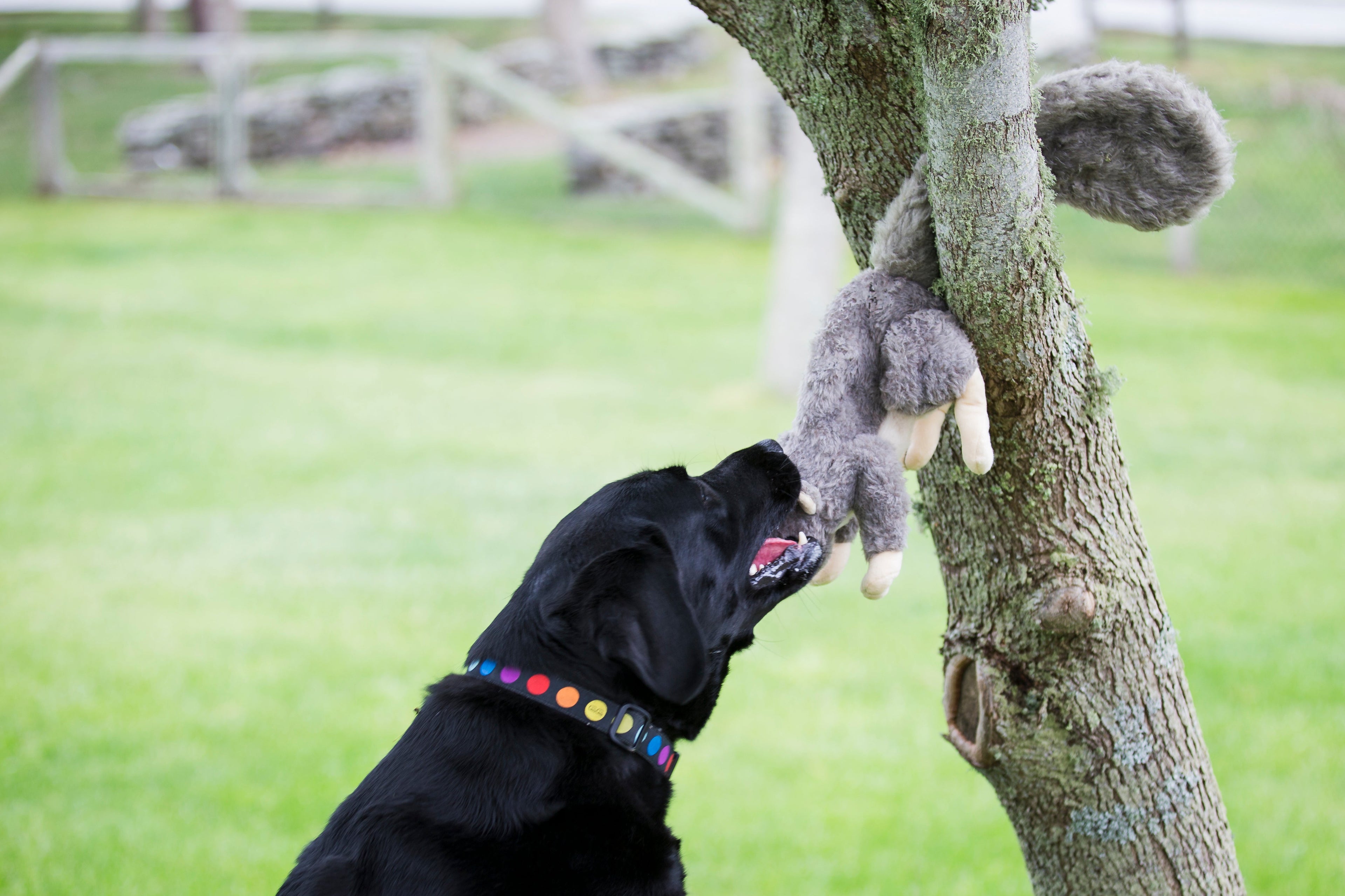Feller Squirrel Plush Dog Toy by HuggleHounds